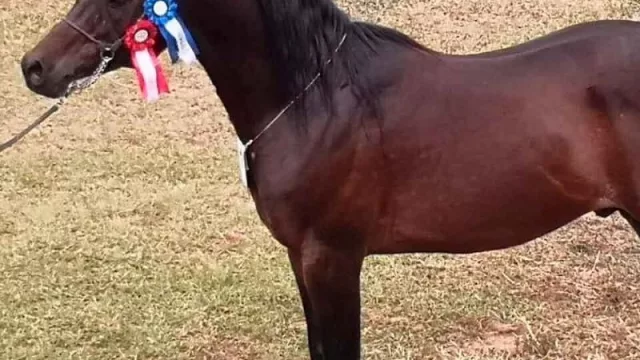 Caballos árabes: Una raza milenaria con más de 50 años en Paraguay (cuestan entre G. 15 y G. 25 millones)