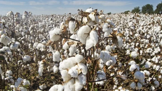 Algodoneros presentan ambicioso proyecto resucitar al oro blanco