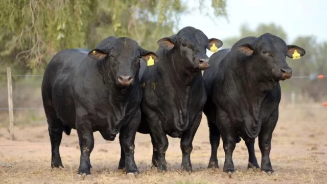 Súper feria: Brangus, Braford, Brahman y Nelore se unen para subastar 5.000 cabezas