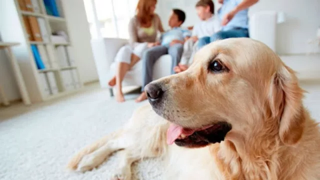 Petzone cuenta con más de 2.000 artículos para todas las mascotas (elegí desde la plataforma o app)