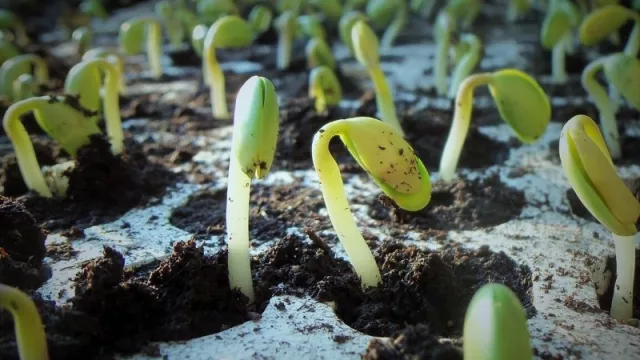 Pros y contras: sector sojero crece en superficie, pero cotizaciones internacionales bajan