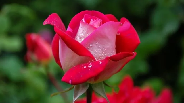 Dale vida a tu patio con flores y plantas del vivero El Mundo del Jardín