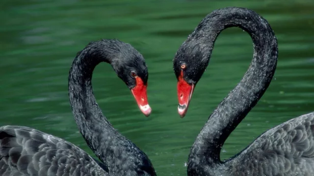 La economía uruguaya amenazada por dos “cisnes negros” (el coronavirus y el petróleo)