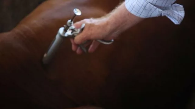 Firma paraguaya ganó licitación internacional y exportó importante carga de vacunas antiaftosa