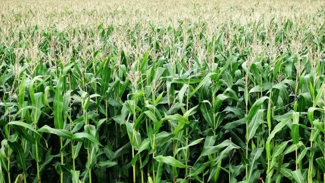 Producción récord de maíz: rendimiento ayudó a incrementar la exportación en 123%