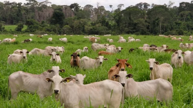 Alfred Fast: “Paraguay se encuentra muy bien en cuanto a producción sostenible de carne”