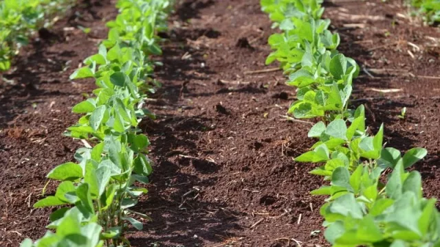 Si todo va bien, se podría mover alrededor de US$ 3.000 millones en este sector