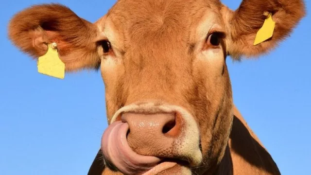 Sector cárnico espera ingresar al mercado norteamericano en el 2020