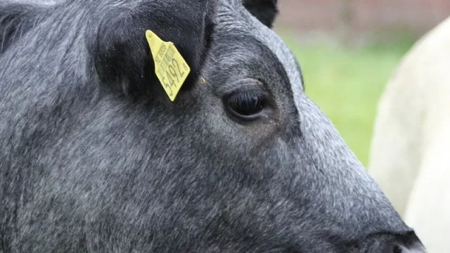 Por si te lo perdiste: esto fue lo más destacado del mundo ganadero 2019