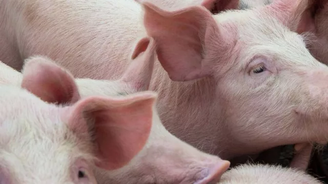 Sector porcino despide el 2019 con un 12% de crecimiento