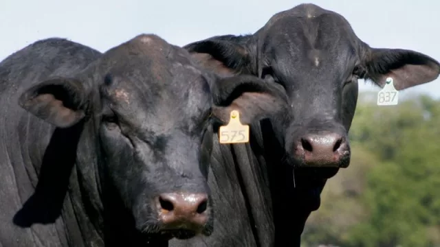 Ejemplares paraguayos lucirán su genética en el Congreso Mundial Brangus 2020