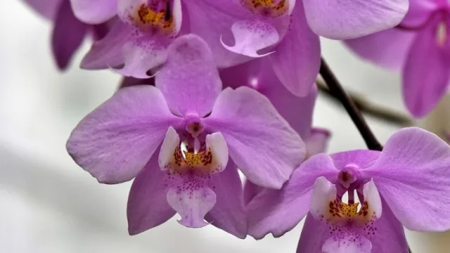 Mercado que florece: Paraguay tiene potencial para convertirse en referente en producción de orquídeas