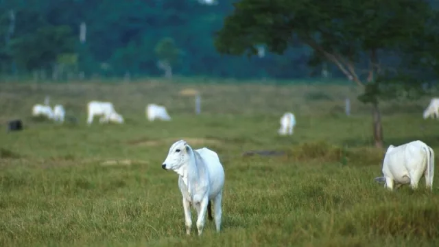 Bienestar animal, la llave del éxito para el productor ganadero
