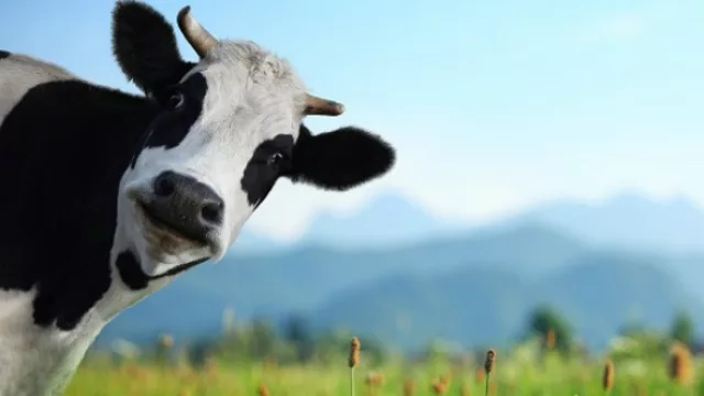 Datos del campo: hay más argentinos que vacas, la siembra ocupa sólo 20% y 69% es explotada por dueños