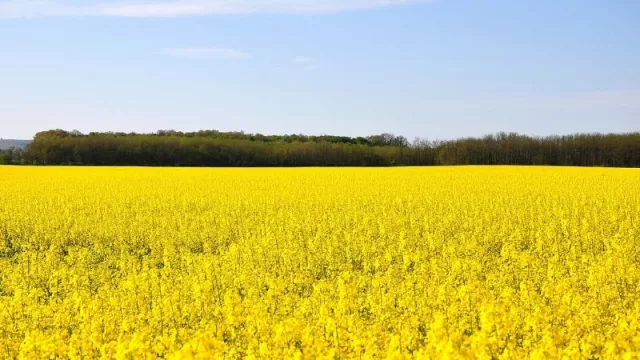 La canola: un producto que en esta temporada podría generar US$ 15 millones