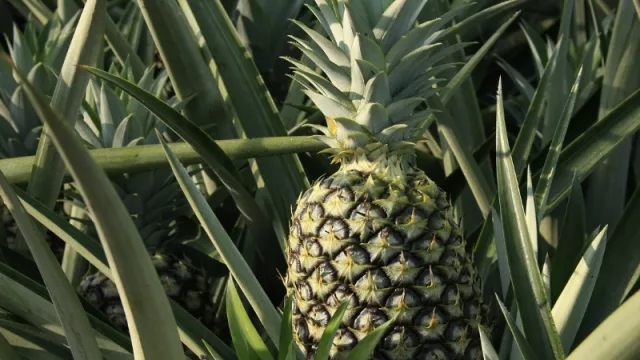 Piña paraguaya: lo que quizás no sabías sobre esta tradicional fruta