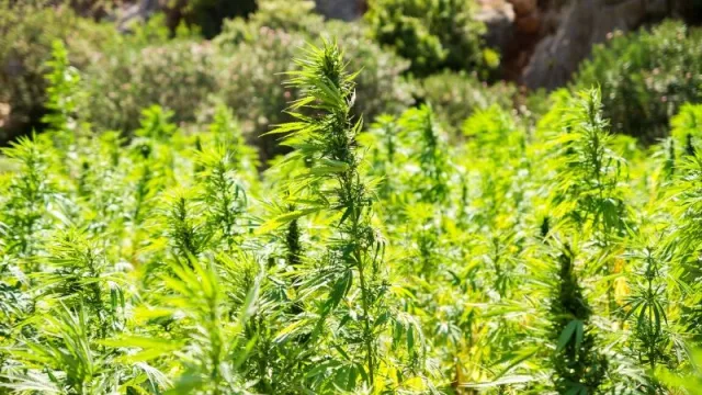 Esperan llegada de semillas de cáñamo para iniciar cultivo piloto