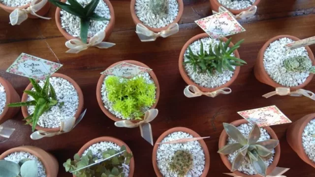 Emprendimiento suculento: cómo esta joven cultivó un próspero negocio