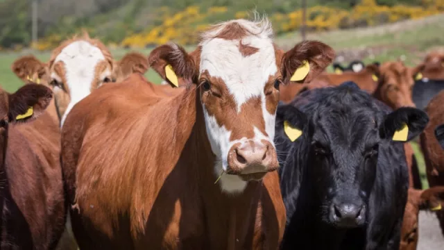 5° Remate entre Martillos: 4.000 cabezas de ganado fueron ofertadas