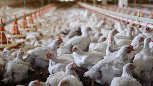 Rubro avícola también precisa de China: “Es necesario ingresar a ese mercado”