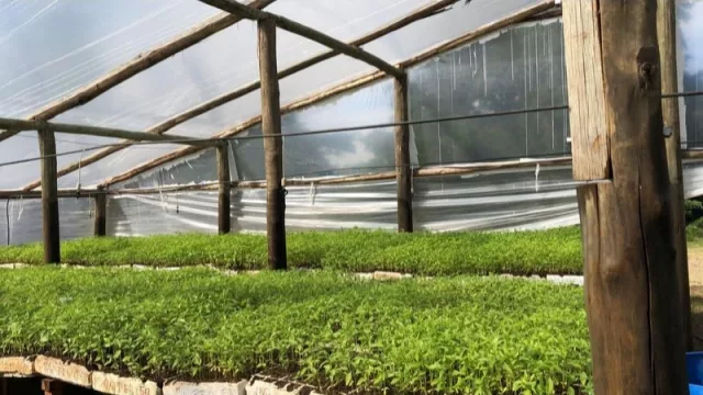 El cannabis medicinal revoluciona el mercado (una empresa espera US$ 4 millones en 5 años)