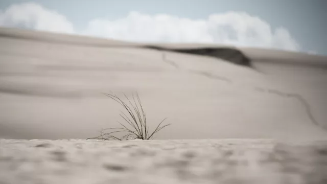 Falta de lluvia mantiene expectante al sector sojero y ganadero