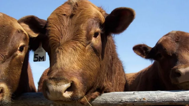 Ganadería paraguaya levantaría cabeza en 2020 (estiman aumento del 6% en producción de carne)