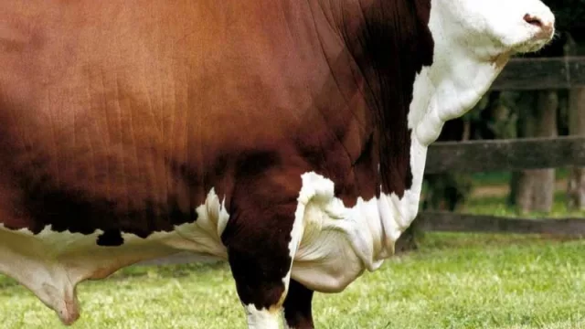 Genética de primera será expuesta en la Nacional de Braford 2019