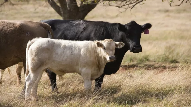 Incendio forestal: “La situación de los ganaderos es bastante crítica, necesitamos más ayuda”