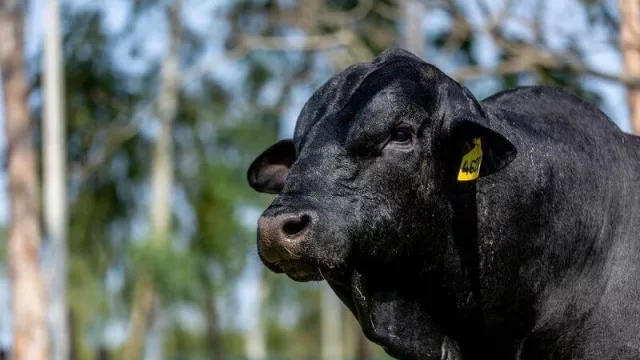 Ejemplares de primer nivel serán rematados en Feria Especial de Reproductores de Altohondo