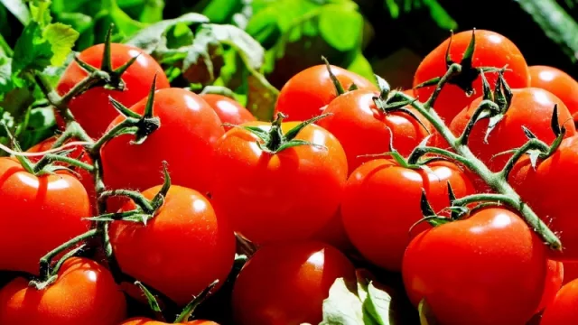 Acuerdo entre tomateros y el MAG quiebra y continúan las movilizaciones (260.000 kilos de tomates quedarían fuera del mercado)
