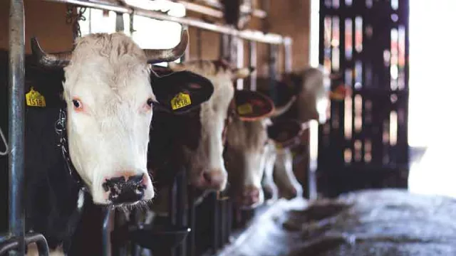 Presentarán nuevas tendencias en producción de leche