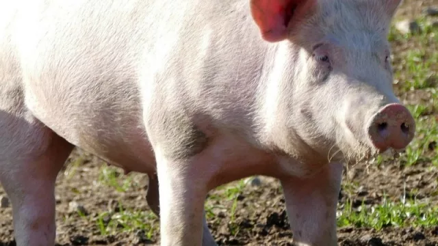 Sector porcino: “Las ventas han disminuido bastante”