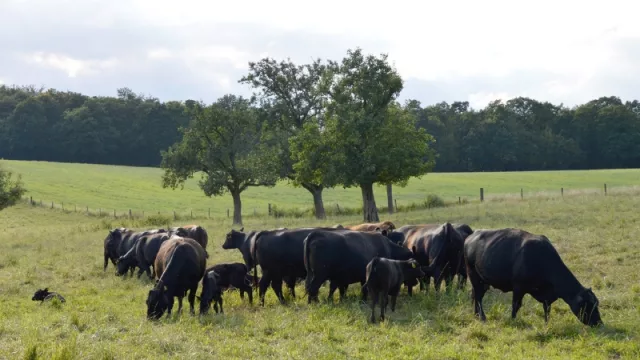Trazar todo el hato ganadero nacional llevará 3 años y costará US$ 15 millones