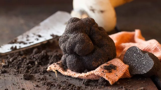 Época de trufas negras: el "diamante negro" que no cualquiera tiene en su cocina