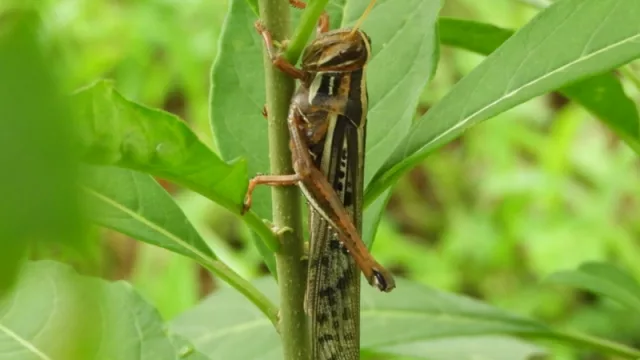 Langostas en el Chaco: evitar su propagación y perjuicios a rubros productivos