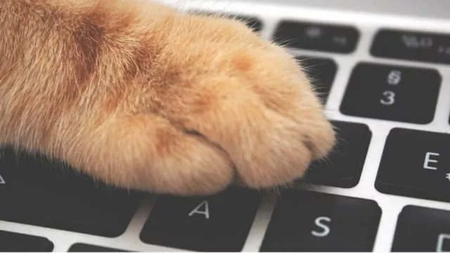 En este portal podés encontrar todo lo que necesitás para tu mascota (y también ayudar a otras)