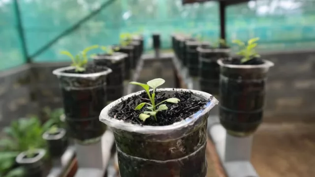 Sistema hidropónico: “La mayoría de los productores se concentran en el área de Central”