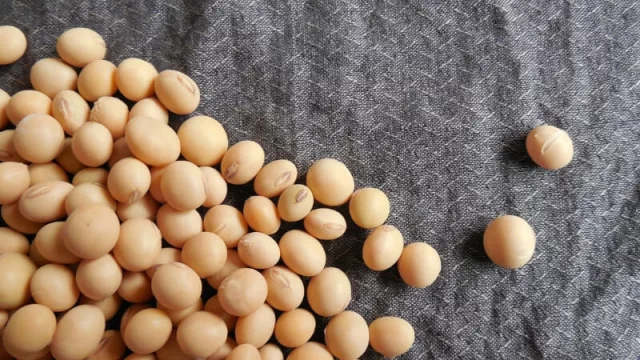 Soja presenta la cotización más baja de los últimos 11 años