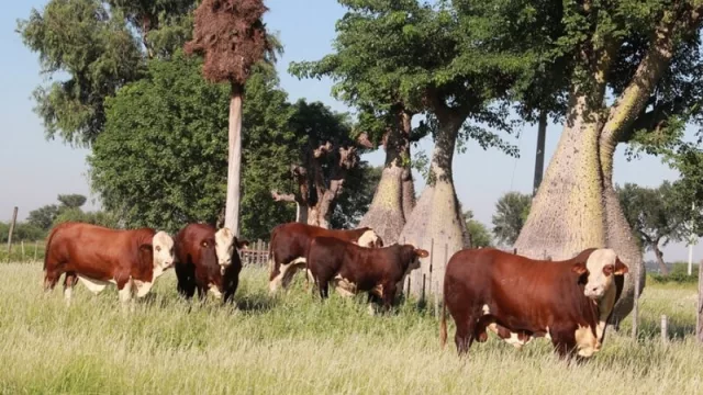 Por primera vez proponen norma que certifique calidad genética en ganado bovino