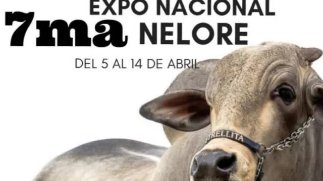 Nelore exhibirá ganado de alta calidad genética en su Expo Nacional 2019