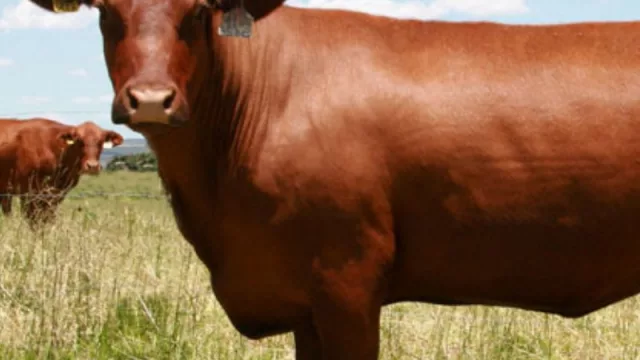 Brangus incrementa hato y mejora genética gracias a tecnologías reproductivas