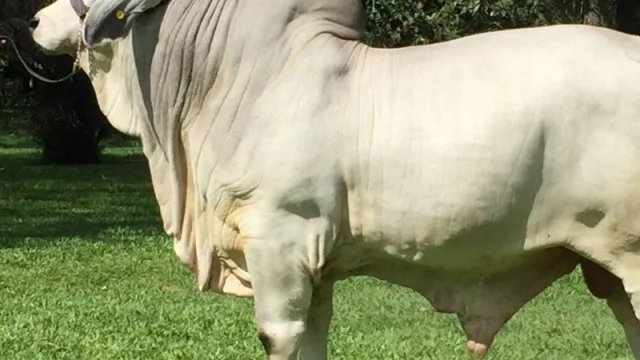 Genética ganadora: ¿cómo se cría y se mantiene a un ejemplar campeón?