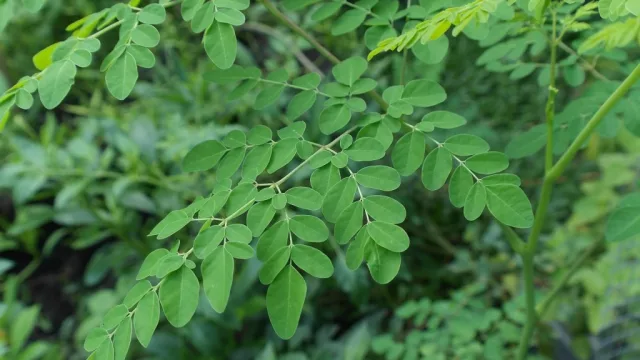 Paraguay produce píldoras de moringa con altos niveles de proteína