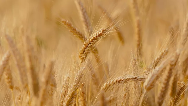 El trigo moverá una gran cantidad de divisas este año