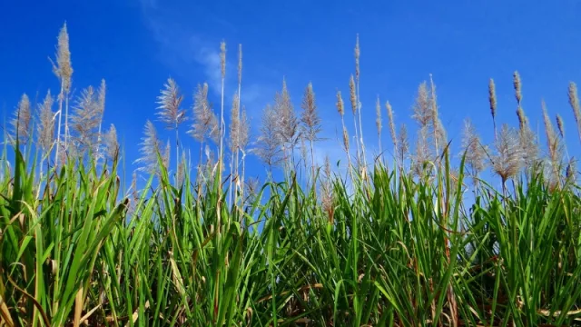 Planean instalar planta industrial de caña de azúcar y alcohol en Colonia Independencia (con US$ 50 millones de inversión mínima)