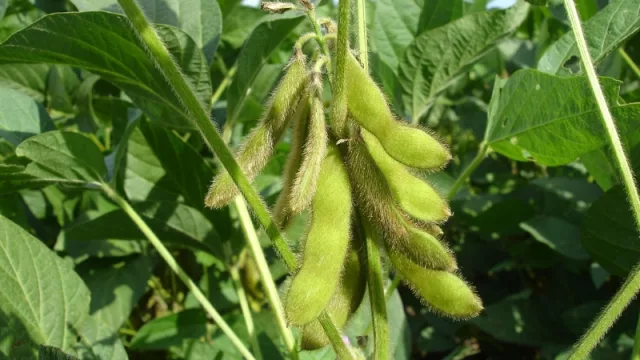 Producción nacional de soja podría haber disminuído entre 10 a 15%