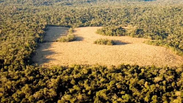 “Hay que fortalecer incentivos a productores para que protejan sus bosques”