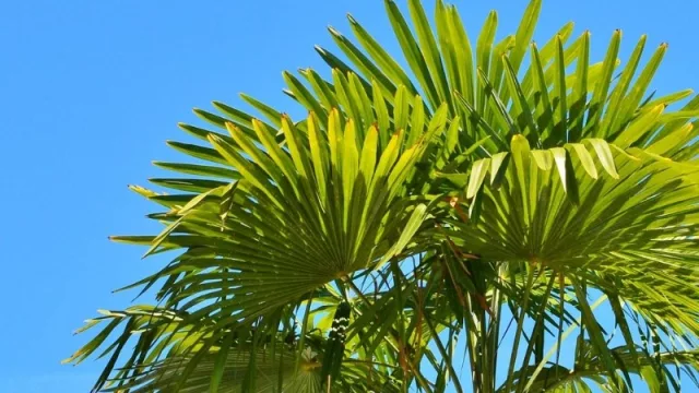 Productores de palmitos nacionales desean retomar las exportaciones este año