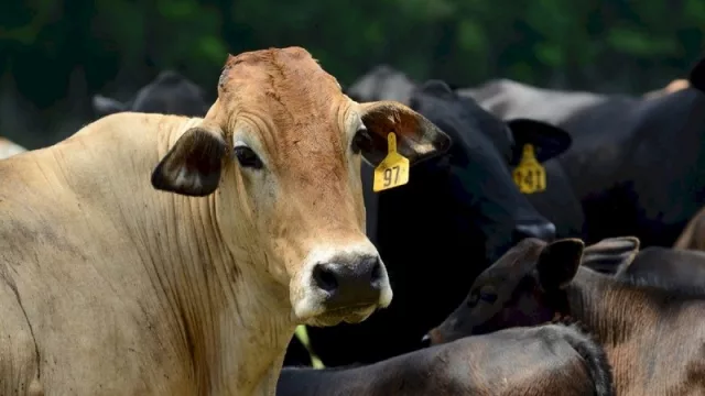 Buscan formar líderes ganaderos con “Programa de Gestión Agropecuaria”